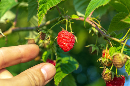 Harvesting raspberry. Farmer is hand collects organic raspberries in the garden. Red berry on a...