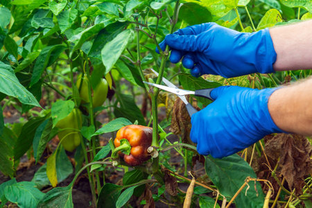 The farmer cuts the sprouts into the peppers with scissors for a good harvest. Close-up of the hands of an agronomist during work. Caring for bell pepper in the garden.の写真素材