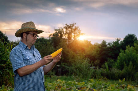 Senor farmer inspects the corn crop in the vegetable garden at sunset. Ripe swing of corn in the hands of an agronomist.の写真素材