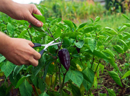 The farmer cuts the sprouts into the peppers with scissors for a good harvest. Close-up of the hands...