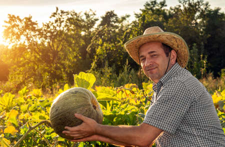 A farmer in a hat in a vegetable garden holds a large pumpkin at sunset. Big harvest idea.の写真素材