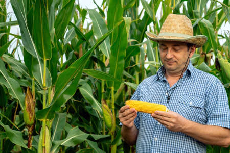 The farmer inspects the corn crop in the vegetable garden. Ripe swing of corn in the hands of an...