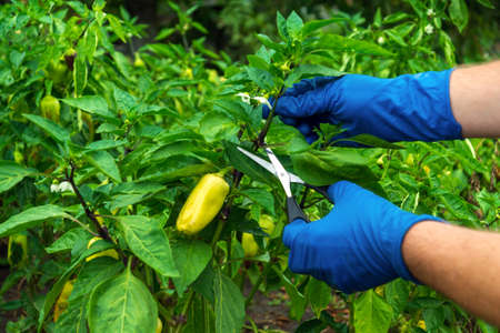 Farmer cuts the sprouts into the peppers with scissors for a good harvest. Close-up of the hands of an agronomist during work. Caring for bell pepper in the garden.の写真素材