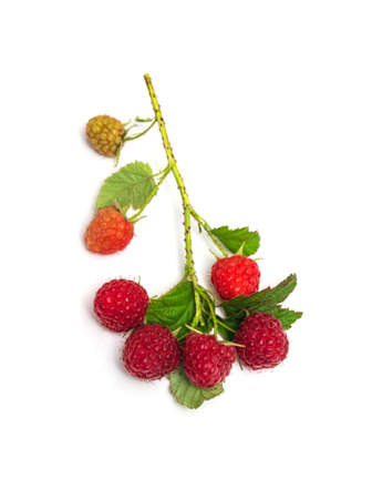 A branch of ripe red raspberrie. Lots of raspberries with leaves isolated on white background.の写真素材