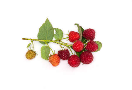 Branch of ripe red raspberrie. Lots of raspberries with leaves isolated on white background