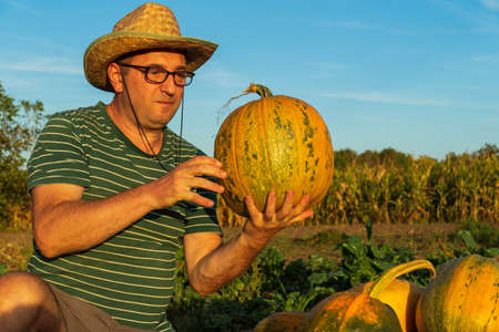 The farmer in a hat in a vegetable garden holds a large pumpkin at sunset. Big harvest idea. Preparing to celebrate halloween.の写真素材