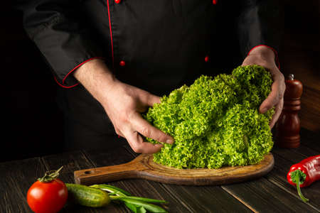 Chef prepares a diet salad or meal from Lettuce. Green leaves in the hands of the cook in the kitchen. Vegetarian foodの写真素材