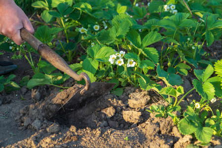 Treating the soil with glanders around flowering strawberries in the garden in spring.の写真素材