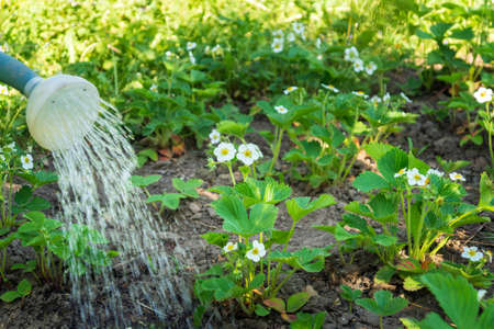 Watering strawberries in the evening on a plantation for good harvest. Water from a watering can pour over strawberry bushesの写真素材