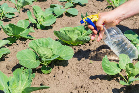 Treatment of cabbage seedlings before flowering with a fungicide against pests and diseases. Spraying plants with a sprayer. garden careの写真素材