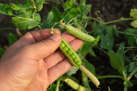 The man hand holds an open pod of green peas. Gardener checking the harvest of peas in the garden.
