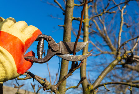 Management and prevention of orchards. Close-up of a gardener hand with a garden pruner cutting a branch on a fruit tree.の写真素材