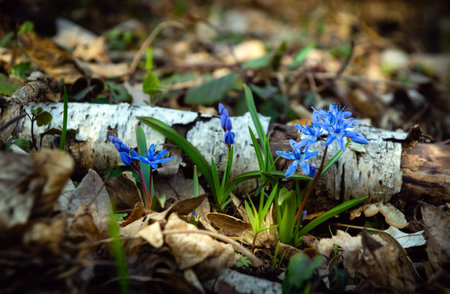 Flowers bllue two-leaf squill, Alpine-squill or scilla bifolia in forest in the meadow.の写真素材