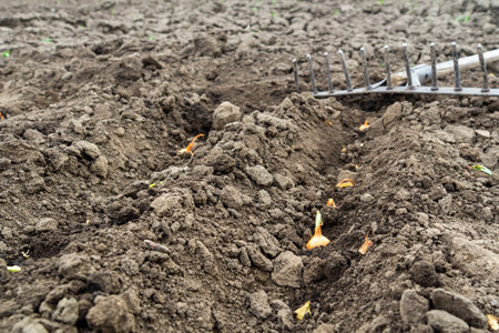 Planting bulbs in holes in the garden. Close-up of trenches with onions in the ground after planting in early spring.の写真素材