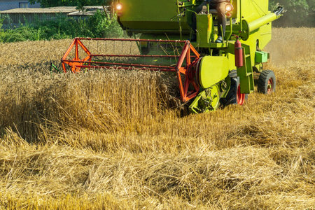 Harvesting wheat with a combine on a plantation in a rural area.の写真素材