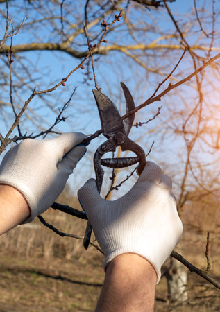 A person wearing gloves uses pruning shears to cut branches in an orchard. The sunny sky and budding...