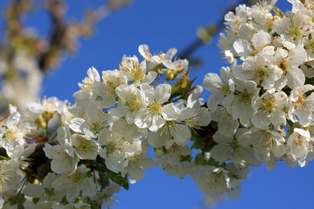 A cherry tree adorned with clusters of white blossoms thrives in early spring. The vibrant flowers contrast beautifully with the bright blue sky, highlighting nature's renewal.の写真素材