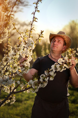 A man wearing a straw hat carefully inspects the branches of a flowering fruit tree in a lush field. The warm sunlight highlights the delicate blossoms, creating a serene atmosphere.の写真素材