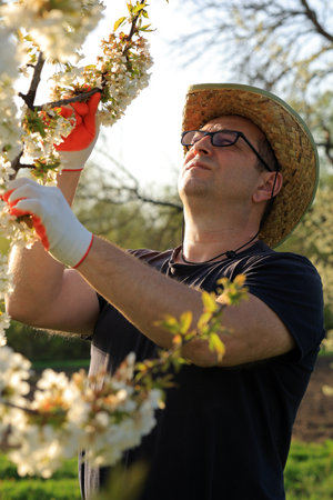 A gardener is carefully pruning cherry blossoms in a lush orchard under bright sunlight. The scene captures the beauty of springtime as flowers bloom, showcasing nature's splendor.の写真素材