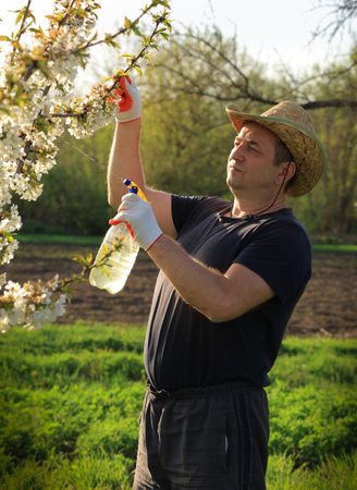 A dedicated gardener carefully applies treatment to a cherry tree in full bloom during a sunny spring day, showing a vibrant green landscape and blossoming flowers.の写真素材