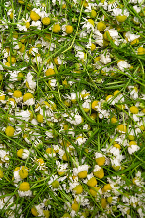 Fresh chamomile flowers with white petals and yellow centers are gathered together in a vibrant green setting. This display showcases the beauty of nature and the essence of herbal harvests.の写真素材