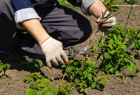 A gardener is carefully pruning raspberry plants in a fertile garden. The sunlight highlights the...