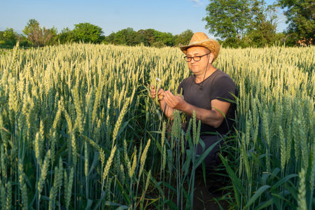 Kneeling in a lush wheat field, a farmer inspects the developing grains as the sun sets, casting a warm glow over the vibrant landscape. The moment captures agricultural life.の写真素材