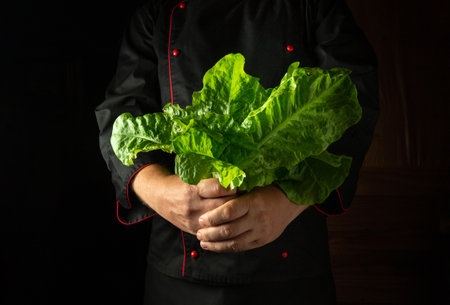 A chef stands in a dim kitchen, cradling a large bunch of fresh romaine lettuce. The vibrant green leaves catch the light, emphasizing freshness and quality in culinary preparation.の写真素材