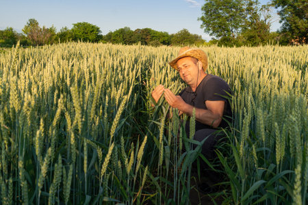A farmer kneels in a vibrant wheat field, examining the plants with focus as the sun sets, casting a warm glow. The scene captures the tranquility of rural life.の写真素材