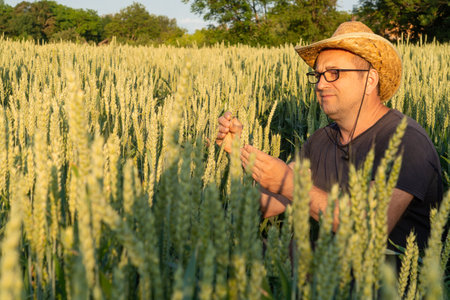 A farmer in a straw hat inspects ripening wheat in a lush field, surrounded by vibrant green plants under the warm evening sun, capturing the essence of agricultural life.の写真素材