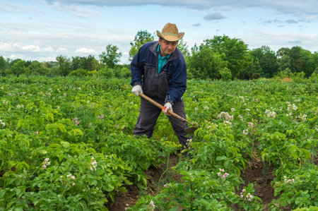 A hardworking farmer tends to a potato crop in a verdant field, using a hoe to till the soil. The landscape is vibrant, showing healthy plants and a serene sky, indicating a productive day.の写真素材