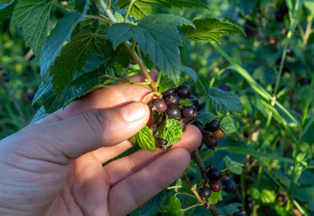 A person carefully gathers ripe blackcurrants from a bush, sunlight illuminating the vibrant green leaves in a warm afternoon setting, showing nature's bounty.の写真素材