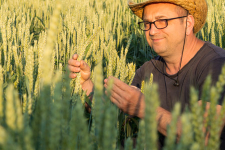 A farmer carefully examines the wheat plants in a vibrant field as the sun sets in the background, showing the rich colors of the evening sky.の写真素材