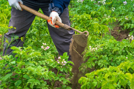 Hands are actively using a hoe in a thriving vegetable garden during spring. Potato plants are surrounded by lush green foliage and flowering plants, showcasing growth and care.の写真素材