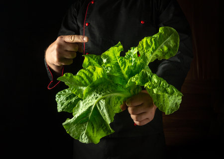 A chef in a black uniform holds a vibrant, fresh head of lettuce, highlighting its crispness and quality. The atmosphere is dimly lit, emphasizing the ingredients' freshness and culinary pride.の写真素材