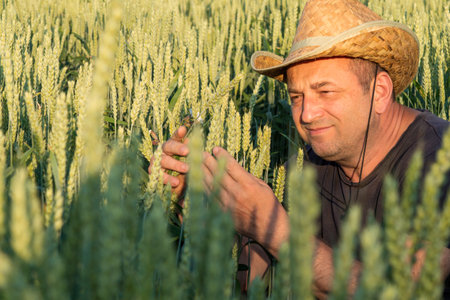 A man in a straw hat closely inspects wheat plants in a sunlit field, enjoying the tranquility of...