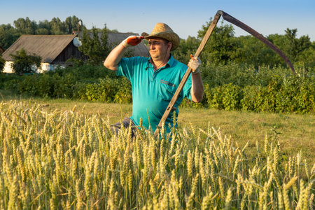 A farmer expertly assesses the work ahead of cutting wheat in a lush field as the sun sets,...