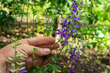 A hand touches delicate purple flowers in a thriving garden, surrounded by green foliage under bright sunlight. Springtime brings life and color to the scene.の写真素材