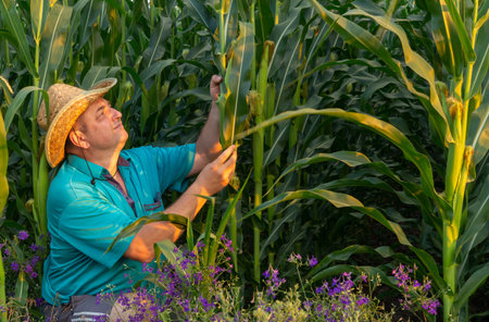 A farmer dressed in a straw hat examines tall corn plants during sunset. Bright wildflowers add...