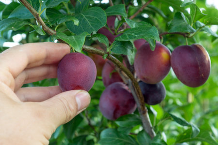 A hand reaching for ripe plums hanging from a branch in a lush green orchard during a warm summer afternoon. The fruit's vibrant color contrasts with the foliage.の写真素材