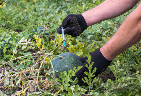 A person wearing gloves carefully injects nutrients into a watermelon in a field surrounded by green...