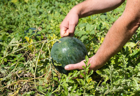 Hands gently grasp a thick watermelon nestled among vibrant green vines in a sunlit agricultural field, showing the fruit's readiness for picking.の写真素材