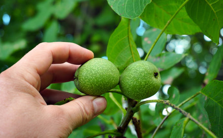 Freshly picked green walnuts are being held by a hand. The walnuts are nestled among healthy green...