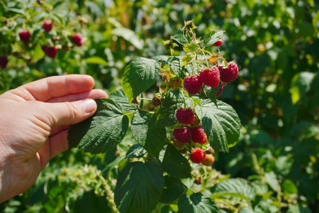 A hand reaches out to gently pick ripe raspberries from a bush in a verdant garden under the warm...