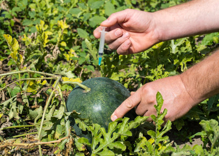 A person carefully administers a syringe filled with liquid into a watermelon nestled among green...