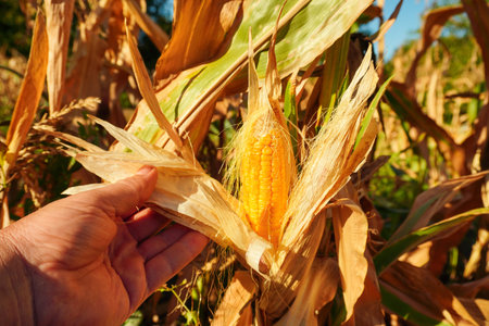 A hand reaches out to inspect a ripe ear of corn surrounded by dry corn stalks on a bright, sunny...