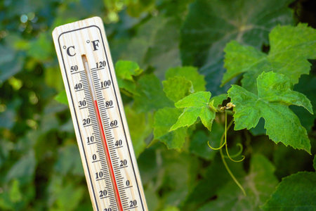 A wooden thermometer displays the temperature in degrees Celsius beside vibrant green grapevine...