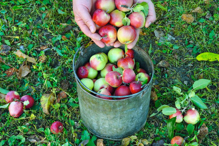 Hands hold ripe apples above a bucket filled with freshly picked fruits. The orchard ground is...