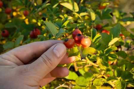 A person gently holds a cluster of bright red rose hips while standing beside a lush green bush on a...