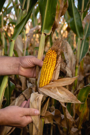 A person is carefully picking ripe corn from a stalk in a field as golden light shines down. The...